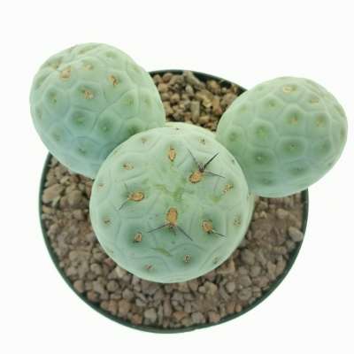 Tephrocactus geometricus - Giromagi