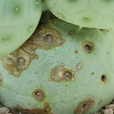 Tephrocactus geometricus - Giromagi
