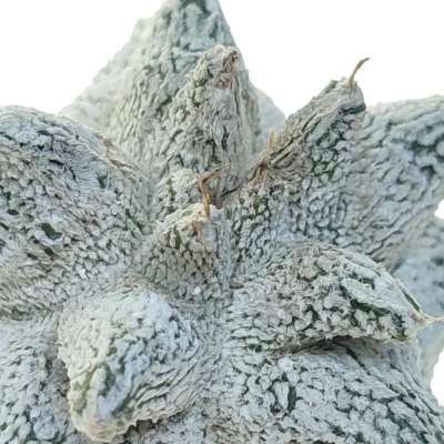 Astrophytum coahuilense cv. Hakuran Snow kikko - Giromagi