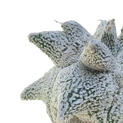 Astrophytum coahuilense cv. Hakuran Snow kikko - Giromagi