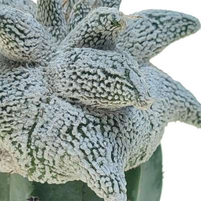 Astrophytum coahuilense cv. Hakuran Snow kikko - Giromagi