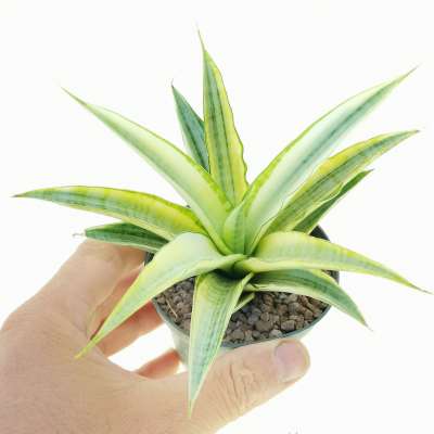Sansevieria 'Gabriella' f. variegata