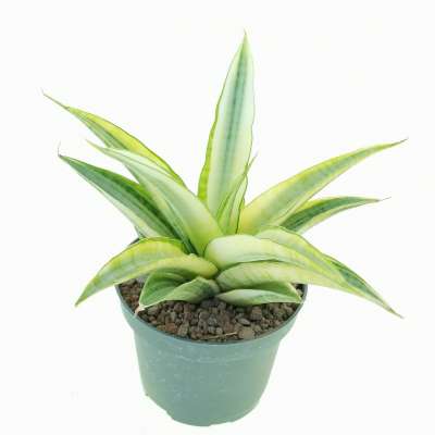 Sansevieria 'Gabriella' f. variegata - Giromagi