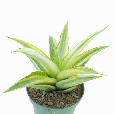 Sansevieria 'Gabriella' f. variegata - Giromagi