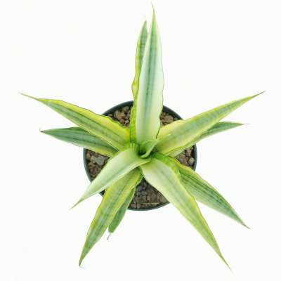 Sansevieria 'Gabriella' f. variegata - Giromagi