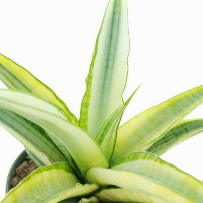 Sansevieria 'Gabriella' f. variegata - Giromagi