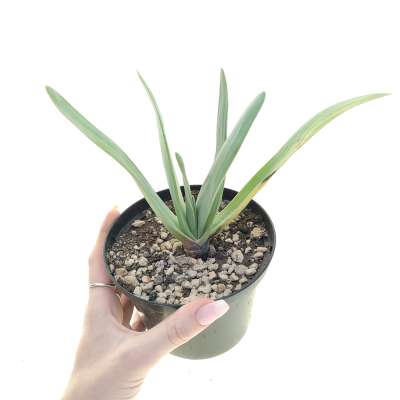 Aloe plicatilis