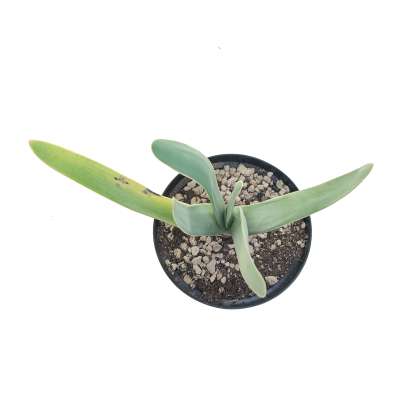 Aloe plicatilis - Giromagi