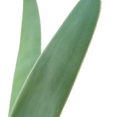 Aloe plicatilis - Giromagi