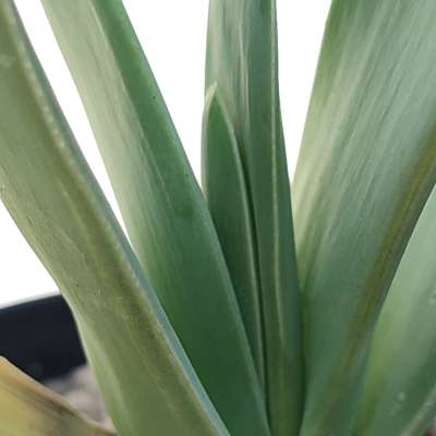 Aloe plicatilis - Giromagi
