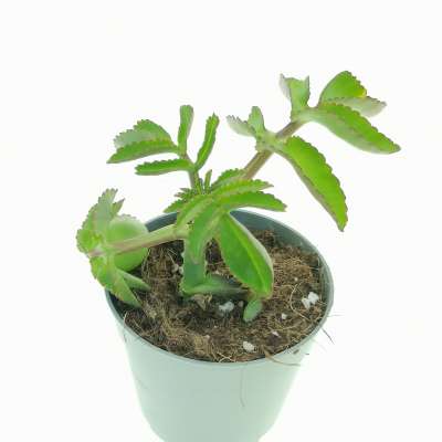 Kalanchoe prolifera - Giromagi