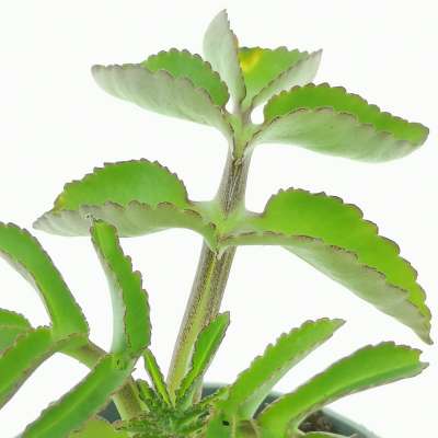 Kalanchoe prolifera - Giromagi