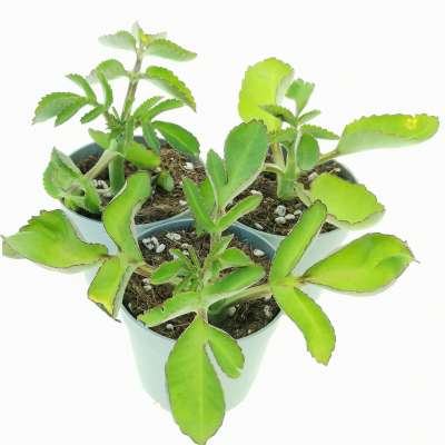 Kalanchoe prolifera - Giromagi