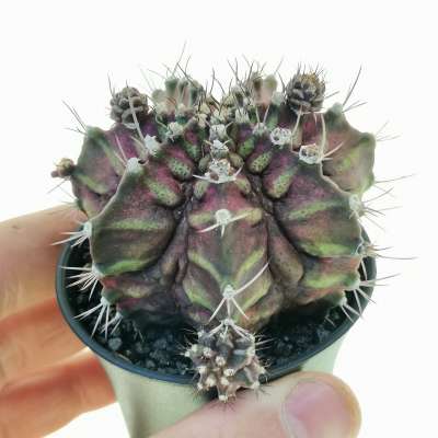 Gymnocalycium mihanovichii 'T-rex' f. variegata