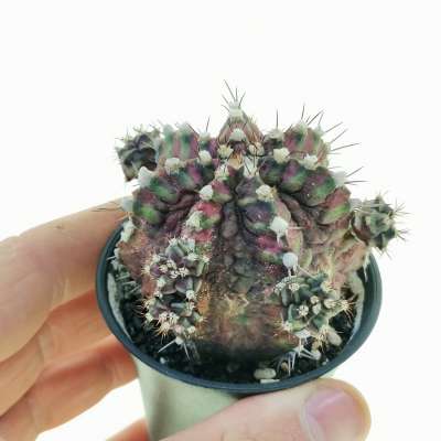 Gymnocalycium mihanovichii 'T-rex' f. variegata