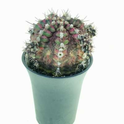 Gymnocalycium mihanovichii 'T-rex' f. variegata - Giromagi