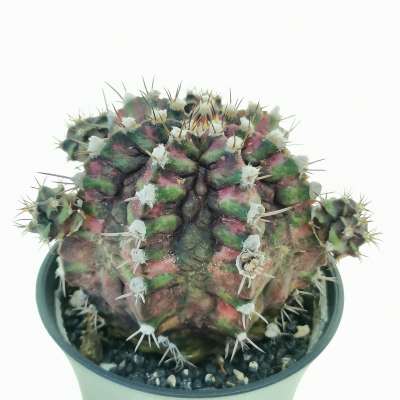 Gymnocalycium mihanovichii 'T-rex' f. variegata - Giromagi