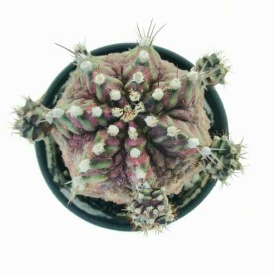 Gymnocalycium mihanovichii 'T-rex' f. variegata - Giromagi