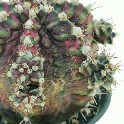 Gymnocalycium mihanovichii 'T-rex' f. variegata - Giromagi