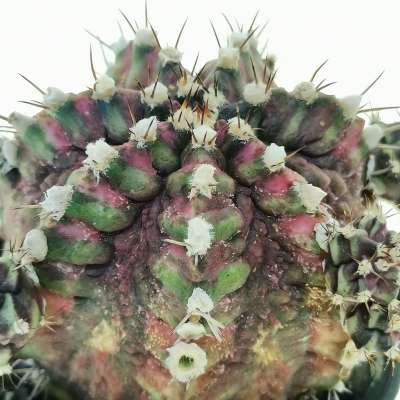Gymnocalycium mihanovichii 'T-rex' f. variegata - Giromagi