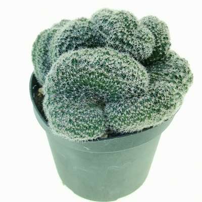 Lobivia densispina f. crestata (Own roots) - Giromagi