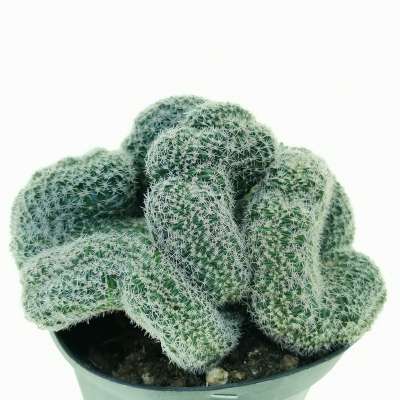 Lobivia densispina f. crestata (Own roots) - Giromagi