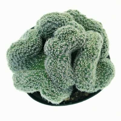 Lobivia densispina f. crestata (Own roots) - Giromagi