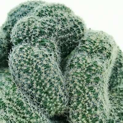 Lobivia densispina f. crestata (Own roots) - Giromagi