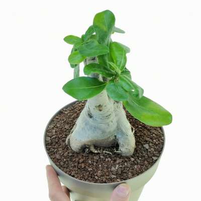 Adenium obesum