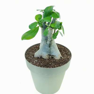 Adenium obesum - Giromagi