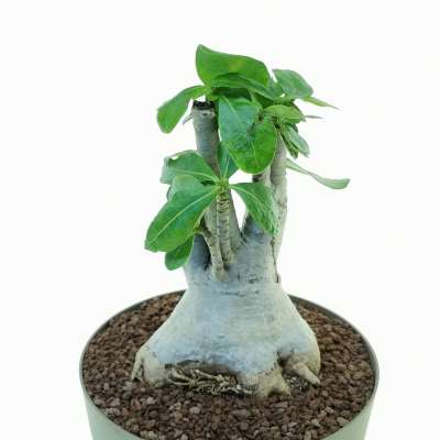 Adenium obesum - Giromagi