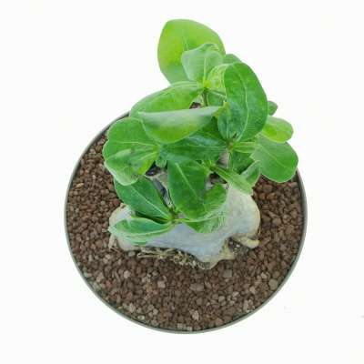 Adenium obesum - Giromagi