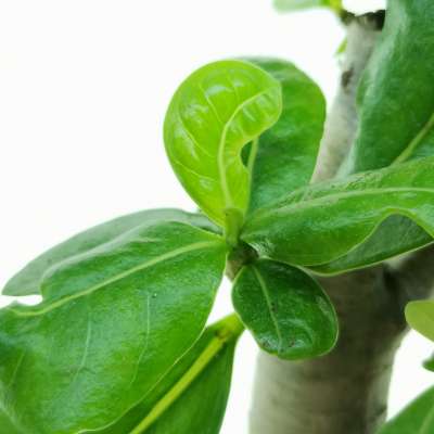 Adenium obesum - Giromagi