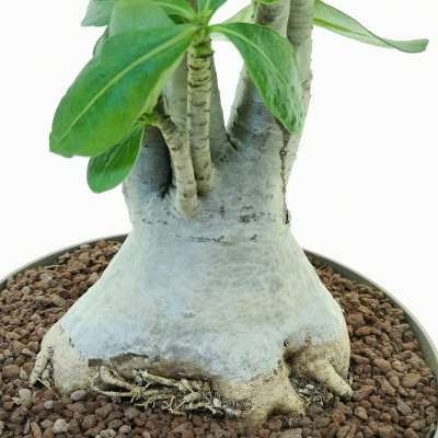 Adenium obesum - Giromagi