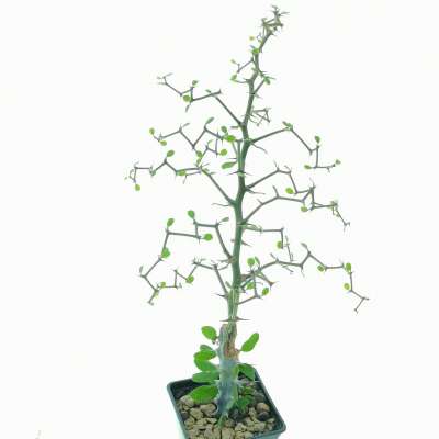 Decarya madagascariensis (Zig zag plant) - Giromagi