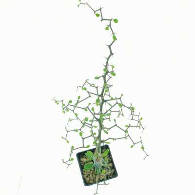 Decarya madagascariensis (Zig zag plant) - Giromagi