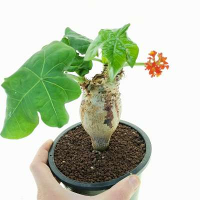 Jatropha podagrica