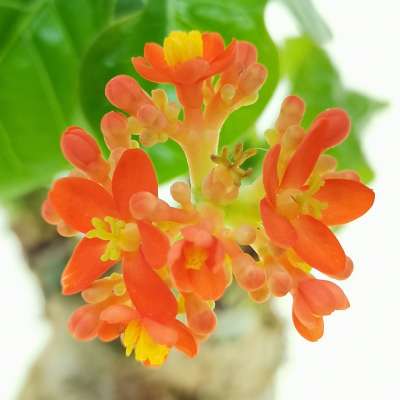 Jatropha podagrica - Giromagi