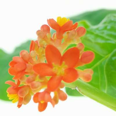 Jatropha podagrica - Giromagi