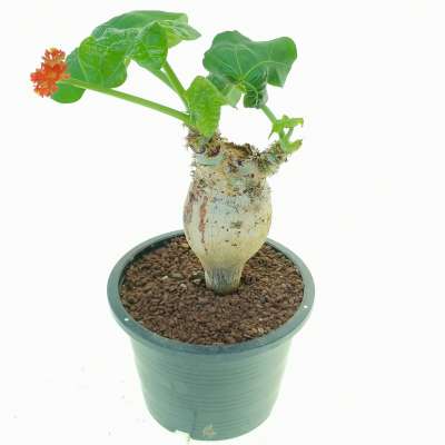 Jatropha podagrica - Giromagi