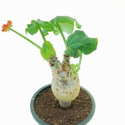 Jatropha podagrica - Giromagi