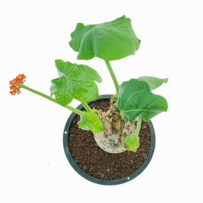 Jatropha podagrica - Giromagi