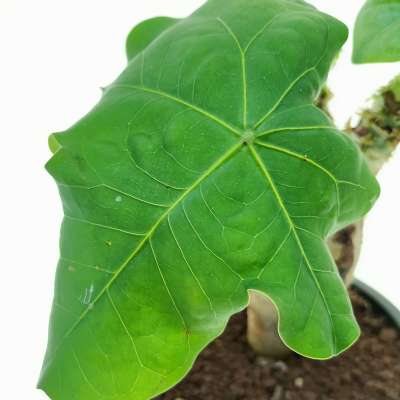 Jatropha podagrica - Giromagi