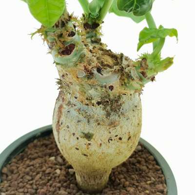 Jatropha podagrica - Giromagi
