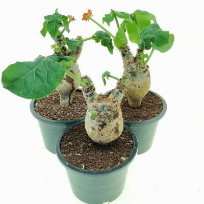 Jatropha podagrica - Giromagi
