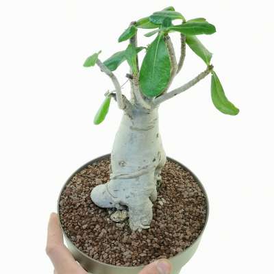 Adenium obesum - Giromagi