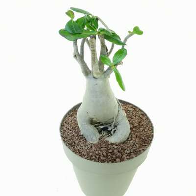 Adenium obesum - Giromagi