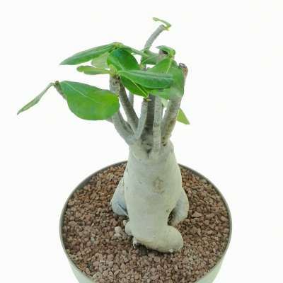 Adenium obesum - Giromagi
