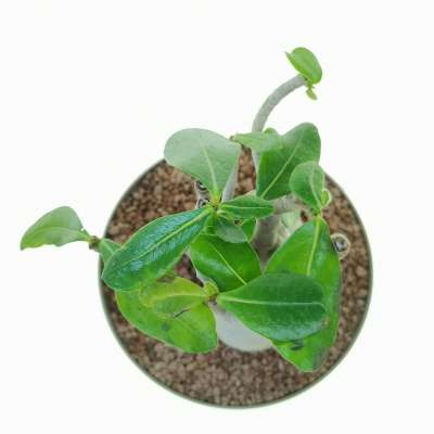 Adenium obesum - Giromagi