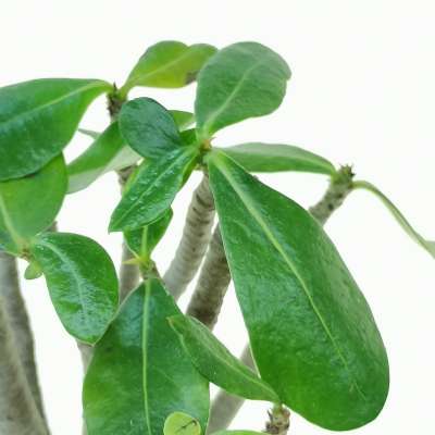 Adenium obesum - Giromagi